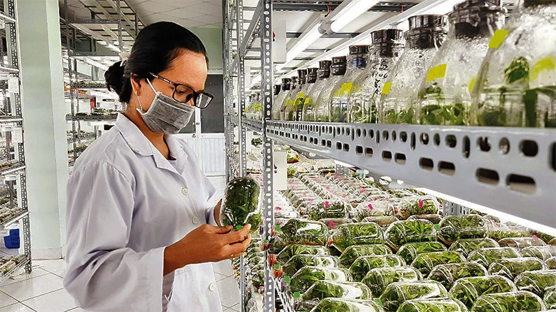 Phòng thí nghiệm nuôi cấy mô tế bào thực vật phục vụ công tác nhân giống tại Khu Nông nghiệp công nghệ cao Thành phố Hồ Chí Minh. 