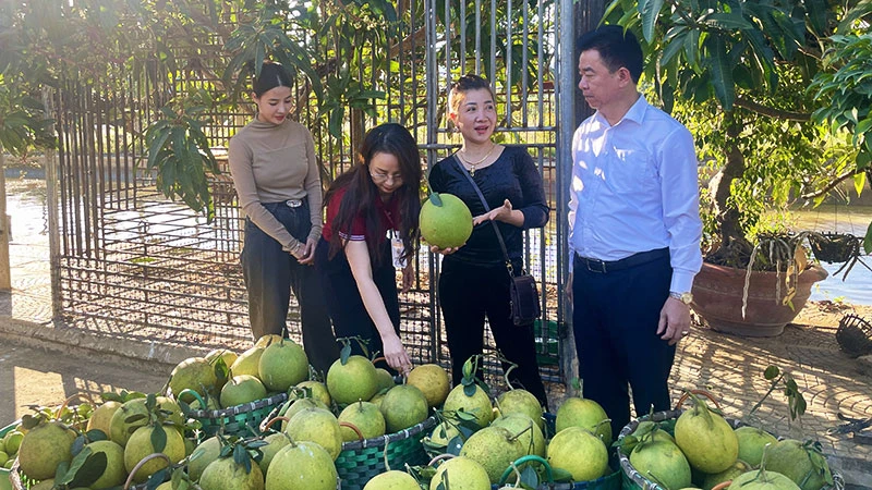 Chị Lưu Thị Toan (thứ hai, từ phải sang) giới thiệu sản phẩm bưởi da xanh với lãnh đạo Agribank Chi nhánh tỉnh Điện Biên.
