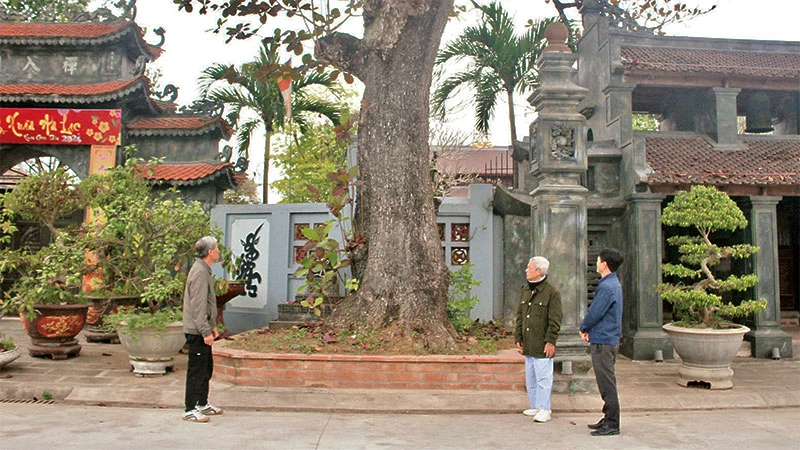 Cây bàng cổ thụ bên cổng chùa Hưng Long, xã Ninh Nhất, thành phố Ninh Bình.