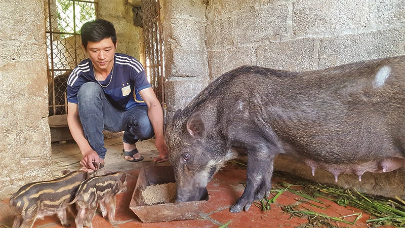 Nhiều hội viên hộ nông dân ở xã Tân Thành, Cao Lộc (Lạng Sơn), mở rộng chăn nuôi lợn bản địa, đem lại thu nhập cao.