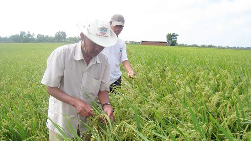 Nhiều giống lúa được nghiên cứu nhằm thích ứng biến đổi khí hậu.