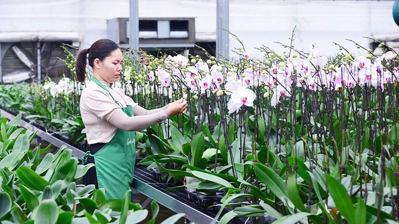 Người dân thành phố Hà Nội chăm sóc hoa lan. (Ảnh: NGUYỄN VĂN CHIẾN)