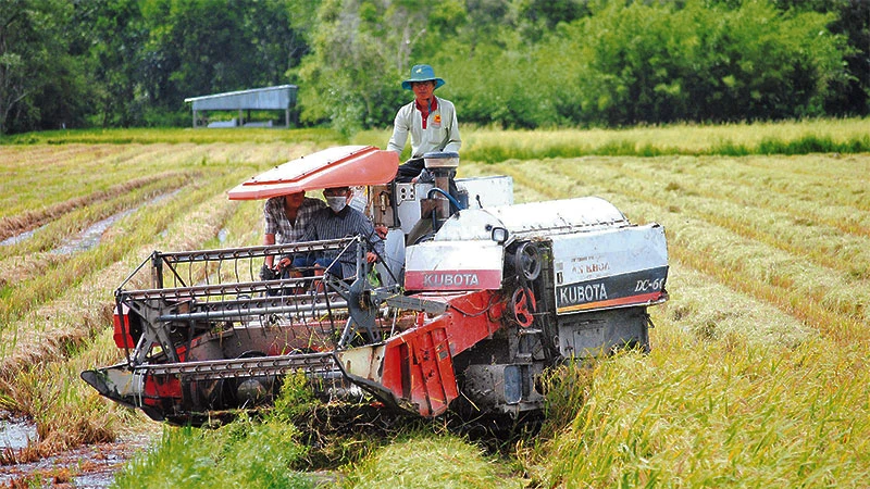 Sản xuất lúa chất lượng cao trên địa bàn huyện Thới Bình (tỉnh Cà Mau) có sự liên kết chuỗi đầu vào, đầu ra, áp dụng cơ giới hóa.