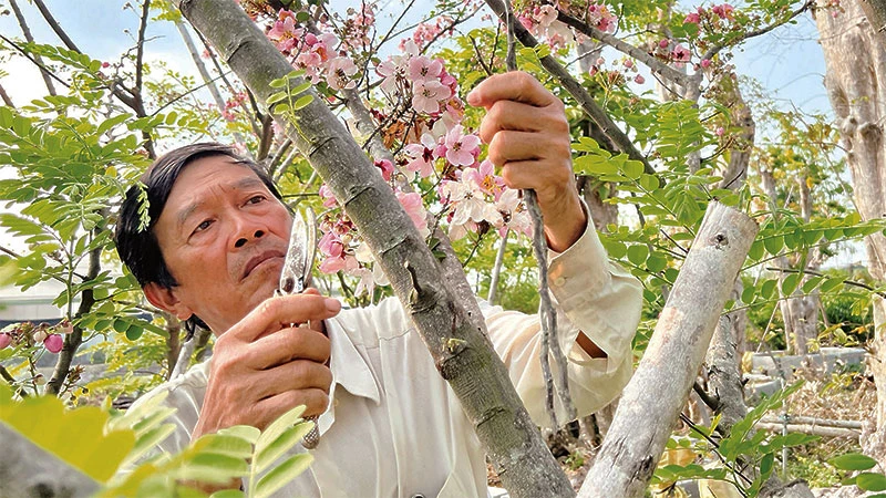 Ông Dương Văn Quế chăm sóc những cây muồng anh đào đột biến đang cho hoa để chuẩn bị phục vụ du khách. 