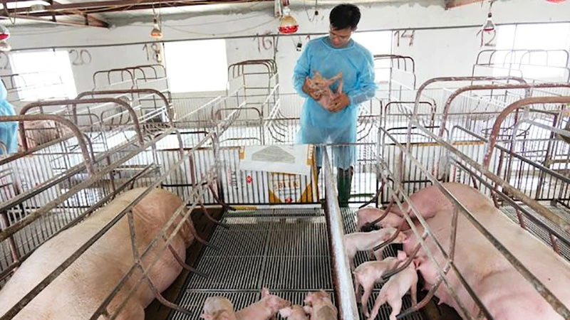 Chăm sóc lợn giống tại một trang trại chăn nuôi ở huyện Sóc Sơn (Hà Nội).