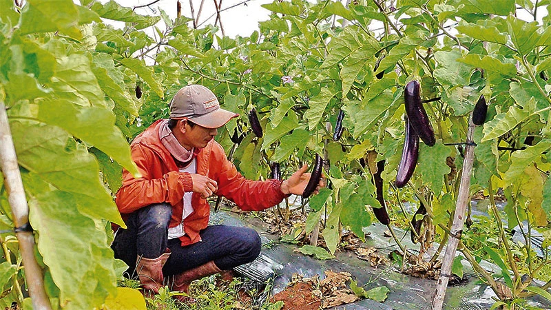Mô hình trồng cà tím hữu cơ của người dân xã Tà Năng, huyện Đức Trọng mang lại hiệu quả kinh tế cao.