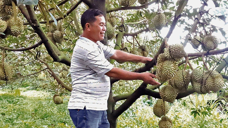 Nhiều gia đình ở Đắk Lắk trở nên khá giả nhờ trồng sầu riêng.