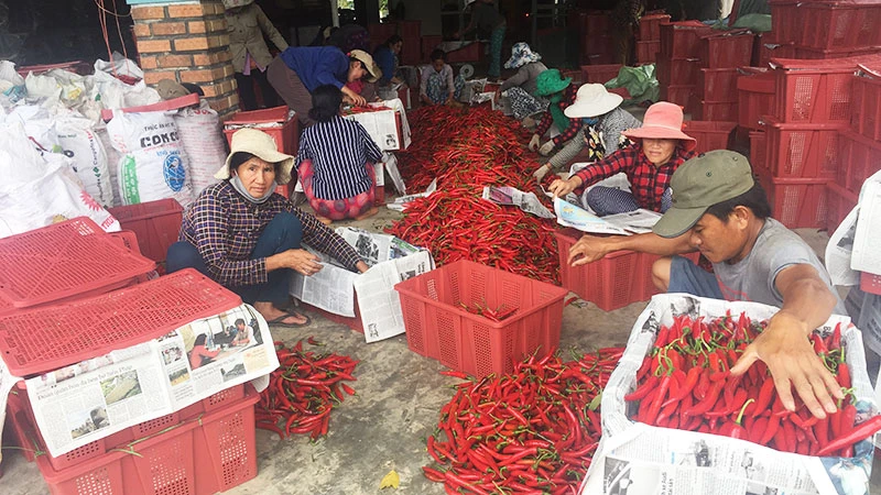 Đại lý thu mua ớt ở xã Mỹ Hiệp, huyện Phù Mỹ (Bình Định).