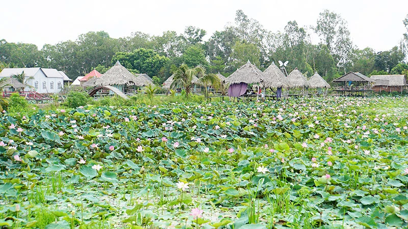 Cánh đồng sen ở huyện Tháp Mười, tỉnh Đồng Tháp. (Ảnh: HỮU NGHĨA)