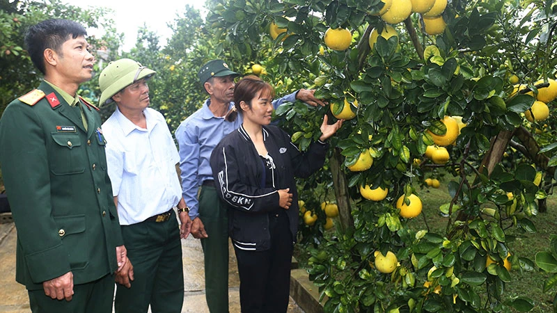 Hộ dân ở xóm Đại Đồng, xã Ngọc Lương, huyện Yên Thủy, tỉnh Hòa Bình được vận động mở rộng diện tích trồng cam, bưởi để phát triển kinh tế, xóa đói, giảm nghèo.