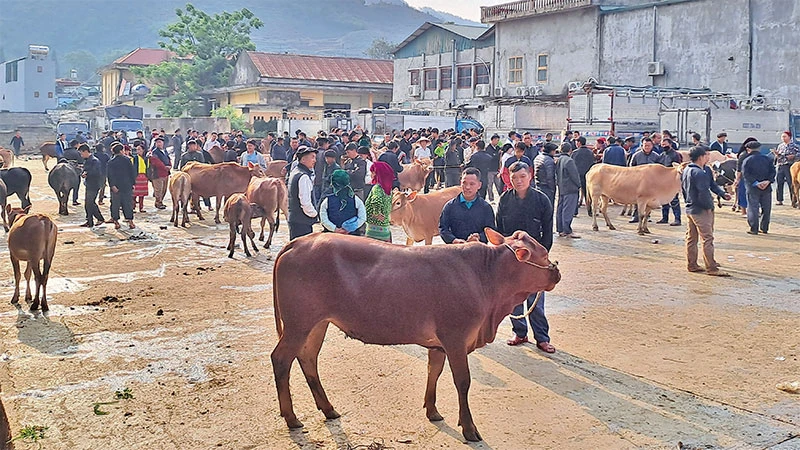 Ngay từ sáng sớm, chợ bò Mèo Vạc đã thu hút rất đông người dân và du khách tham quan.