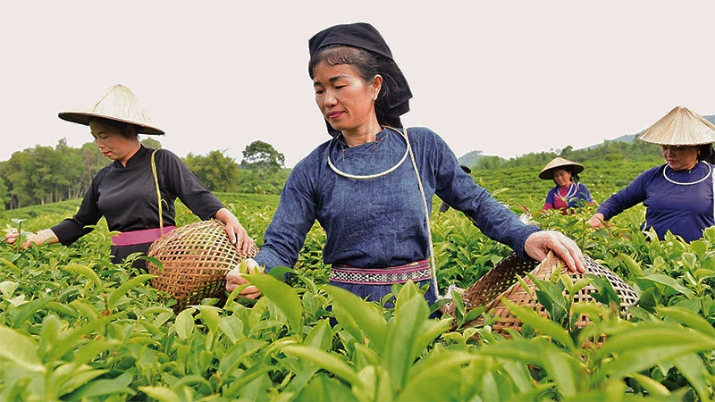 Người dân xã Tân An (Chiêm Hóa) phát triển thương hiệu chè sạch Thôm Lòa.