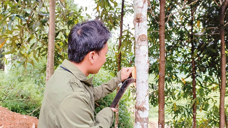 Người dân thôn Nà Ngà, xã Đại Sảo (huyện Chợ Đồn, Bắc Kạn) kiểm tra chất lượng vỏ quế. (Ảnh: HOÀNG VŨ)