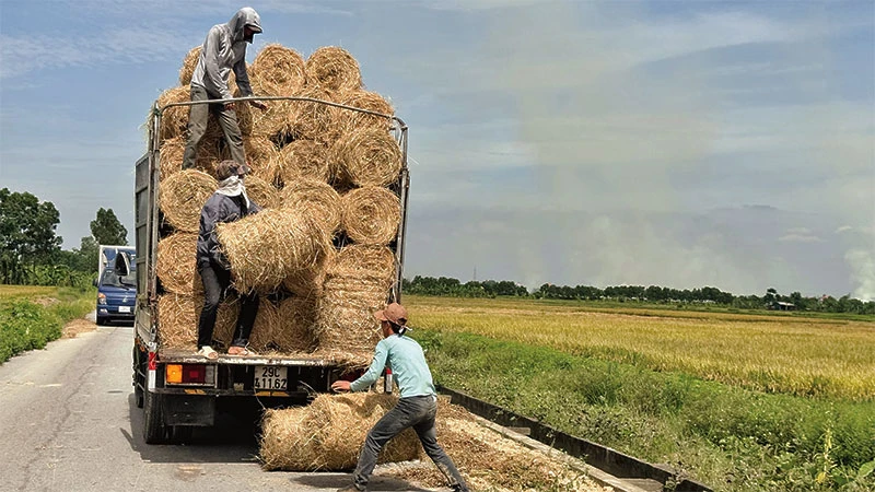 Máy cuốn rơm đã và đang phát huy hiệu quả trên đồng ruộng Bắc Ninh. 