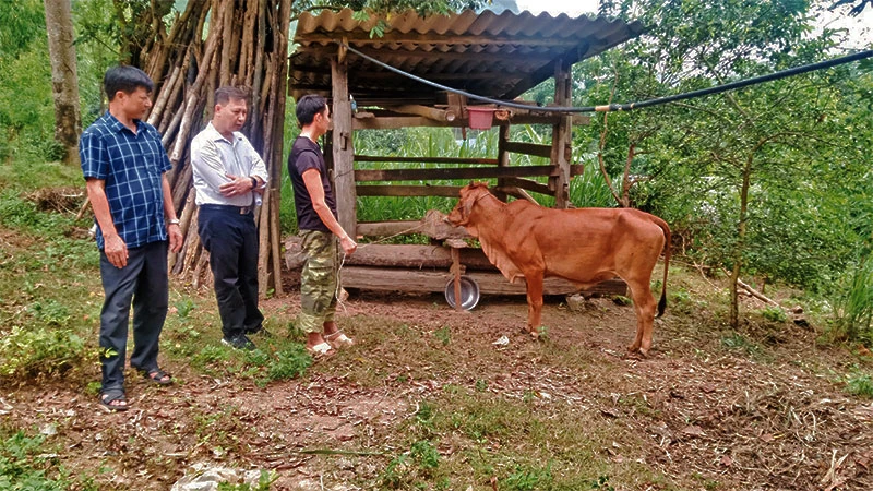 Gia đình anh Hoàng Văn Bình ở xóm Khe Mong, xã Văn Lăng, huyện Đồng Hỷ thoát nghèo nhờ được đầu tư bò giống.