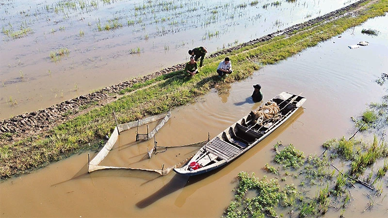 Cánh đồng ở ấp Thị, xã biên giới Thường Lạc, huyện Hồng Ngự vẫn đang “đói nước”.