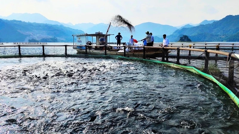 Nghề nuôi cá lồng trên sông Đà đang ngày càng mang lại giá trị kinh tế cao cho người nông dân.