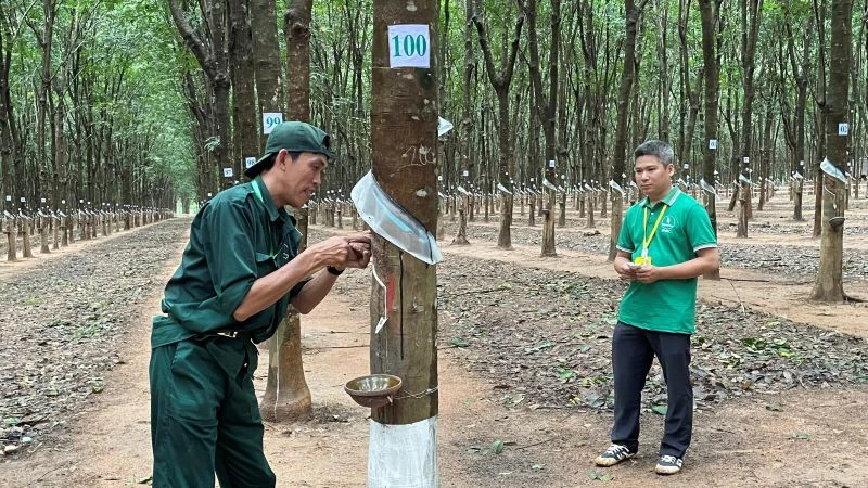 Công nhân Tổng Công ty Cao-su Đồng Nai thi cạo mủ trên vườn cây.