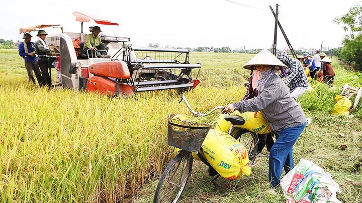 Mùa gặt trên đồng lúa xã Nam Cường, Nam Trực, Nam Định.
