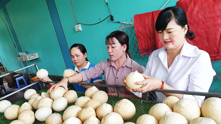 Mô hình sản xuất dừa sọ của chị Kim Sa (ở giữa) đang tạo sinh kế cho nhiều hộ dân khác.