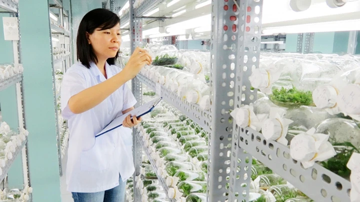 Cán bộ Ban Quản lý Khu Nông nghiệp công nghệ cao TP Hồ Chí Minh nghiên cứu giống cây mới. Ảnh: VOV