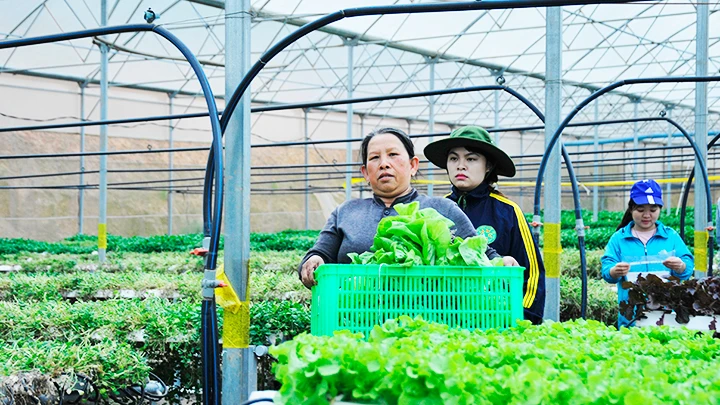 Hệ thống bơm tưới tự động phục vụ trồng rau tại Đà Lạt. Ảnh: SONG ANH