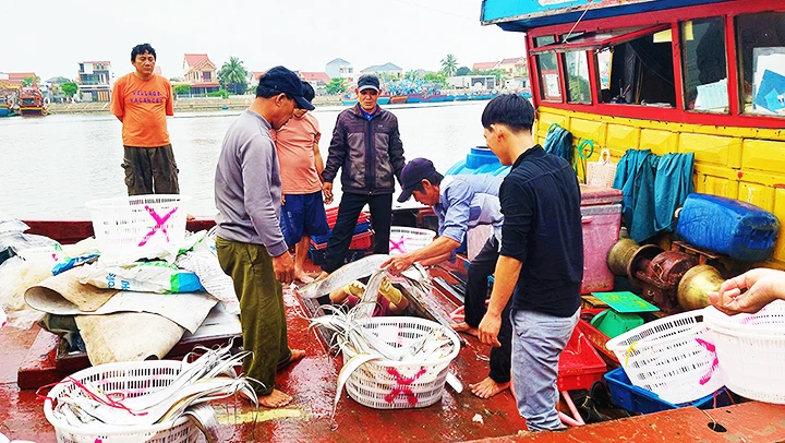 Sau chuyến câu khơi, tàu ngư dân Cảnh Dương trở về đầy khoang cá hố.
