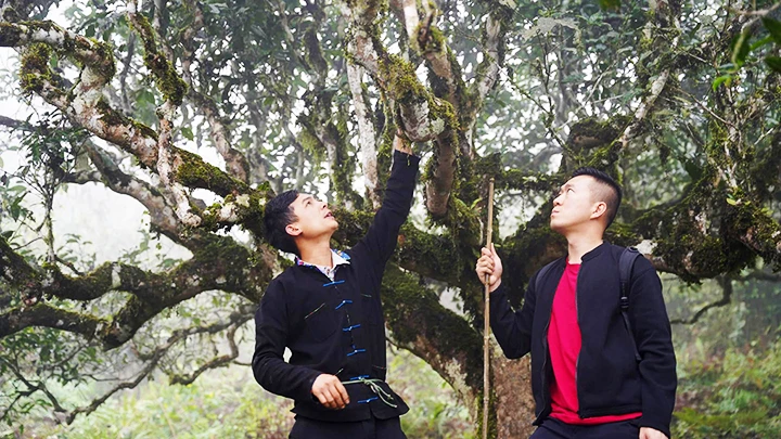 Tương Văn Thành (trái) giới thiệu cây chè shan tuyết Xà Phìn cho du khách. Ảnh: HOÀI NAM