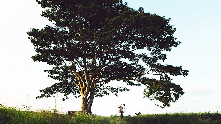 Thôn Hà Cảng (Thừa Thiên Huế) với “cây cô đơn” trở thành địa danh thu hút du khách sau khi phim “Mắt biếc” công chiếu.