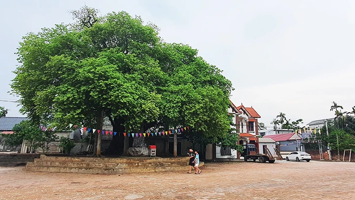 Cây thị nghìn năm tuổi ở Tiến Ân, Chương Mỹ, Hà Nội.