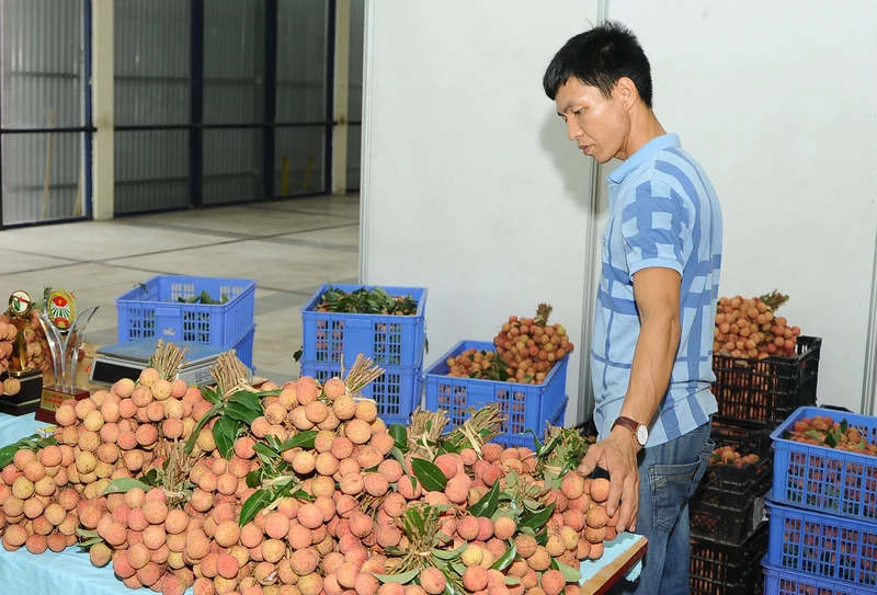 Vải xuất khẩu của Việt Nam được nhiều thị trường ưa chuộng. Ảnh: HẢI NGUYỄN