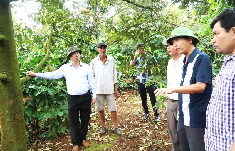 Lãnh đạo huyện Krông Pắc trực tiếp kiểm tra, chỉ đạo các ngành chức năng bảo đảm an ninh trật tự giúp người dân yên tâm thu hoạch sầu riêng.
