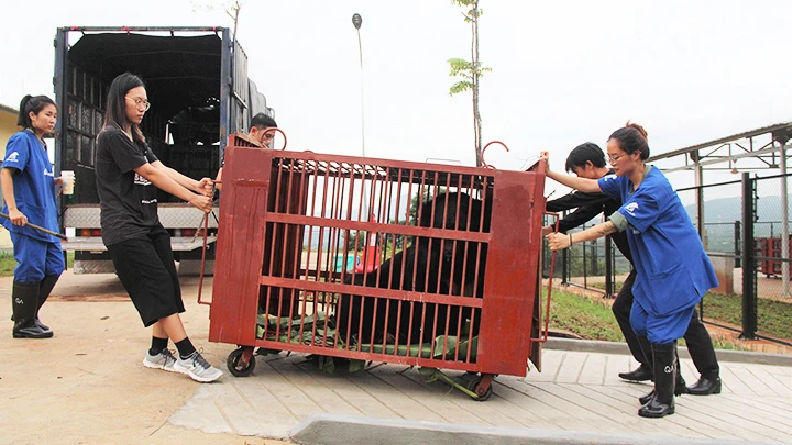 Nhân viên Trung tâm cứu hộ chuyển gấu vào khu theo dõi sức khỏe riêng.