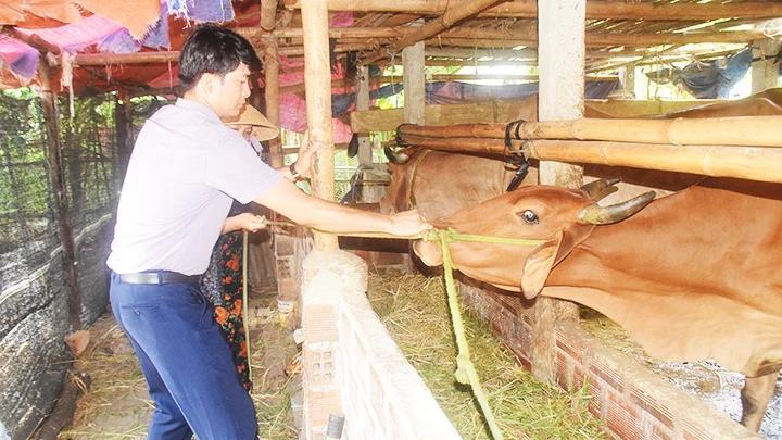 Nghề nuôi bò vỗ béo đang phát triển ở Bình Định.