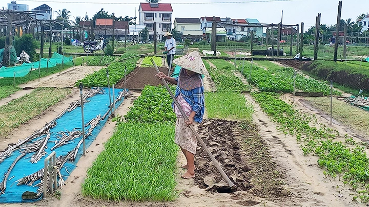 Canh tác hữu cơ tại làng rau Trà Quế (Hội An).