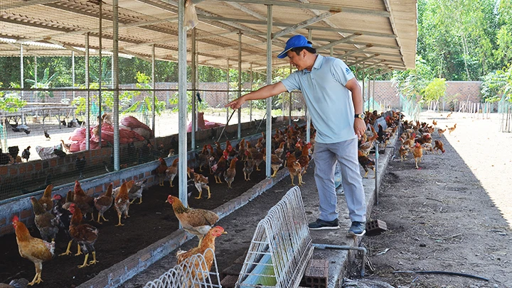 Anh Võ Vinh Ca giới thiệu quá trình nuôi một số loại gà tại trang trại.