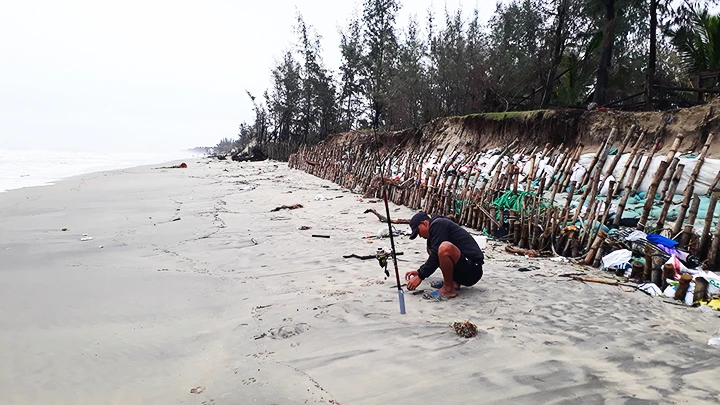 Những cọc tre kè biển tạm bợ, vừa mất mỹ quan, vừa nguy hiểm cho người tản bộ.