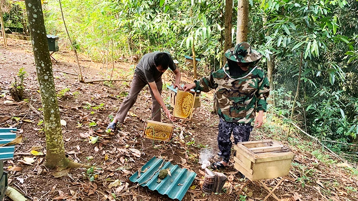 Mô hình nuôi ong ở Hợp Tiến mang lại thu nhập ổn định cho nhiều hộ dân. 