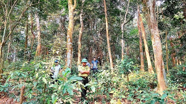 Bảo vệ rừng tự nhiên để nâng cao độ che phủ của rừng ở huyện Bố Trạch, tỉnh Quảng Bình. 