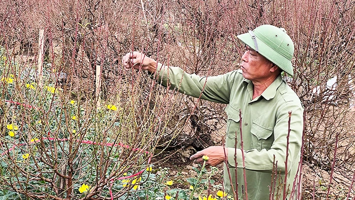 Chăm sóc kỹ càng từ cành đến nụ đợi nở hoa đúng dịp Tết.