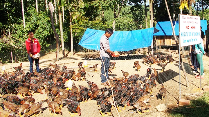 Huyện An Lão tập trung phát triển mạnh về trồng trọt và chăn nuôi.