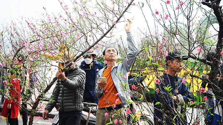 Lựa chọn đào Tết. Ảnh: HẢI NAM