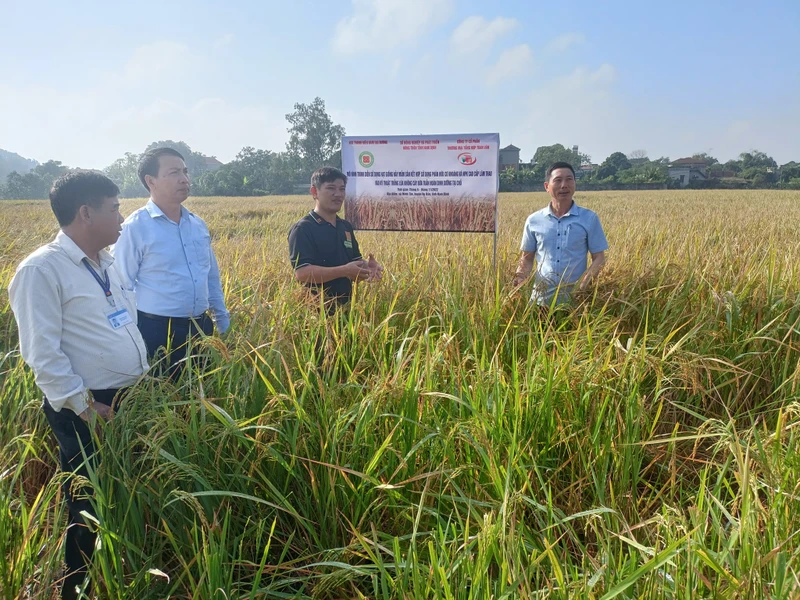 Anh Trường (áo đen) giới thiệu cánh đồng lúa của HTX Thanh niên Nam Đại Dương.