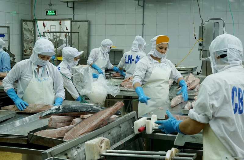 Chế biến cá ngừ xuất khẩu tại Công ty CP Thủy sản Bình Định. Ảnh: NAM ANH