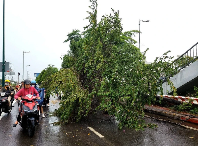 Một cây xanh bật gốc, gãy đổ trên đường Phạm Văn Đồng (TP Hồ Chí Minh). 