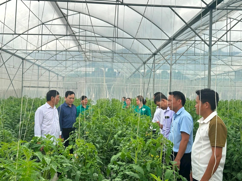 Lãnh đạo xã Si Pa Phìn tham quan khu nhà màng trồng rau chất lượng cao trên cao nguyên Si Pa Phìn.