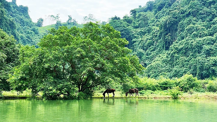 Thảo nguyên Đồng Lâm mùa nước nổi