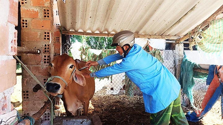 Chủ động phòng, chống dịch bệnh trên đàn gia súc.