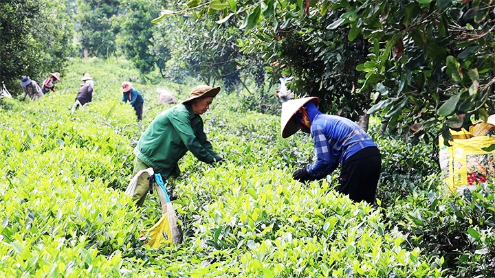 Ngoài mắc khén, chè là loại cây mang lại giá trị kinh tế cao.