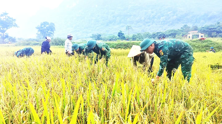 Bộ đội Biên phòng Quảng Bình giúp đồng bào Rục thu hoạch lúa nước trên cánh đồng Rục Làn, huyện Minh Hóa.